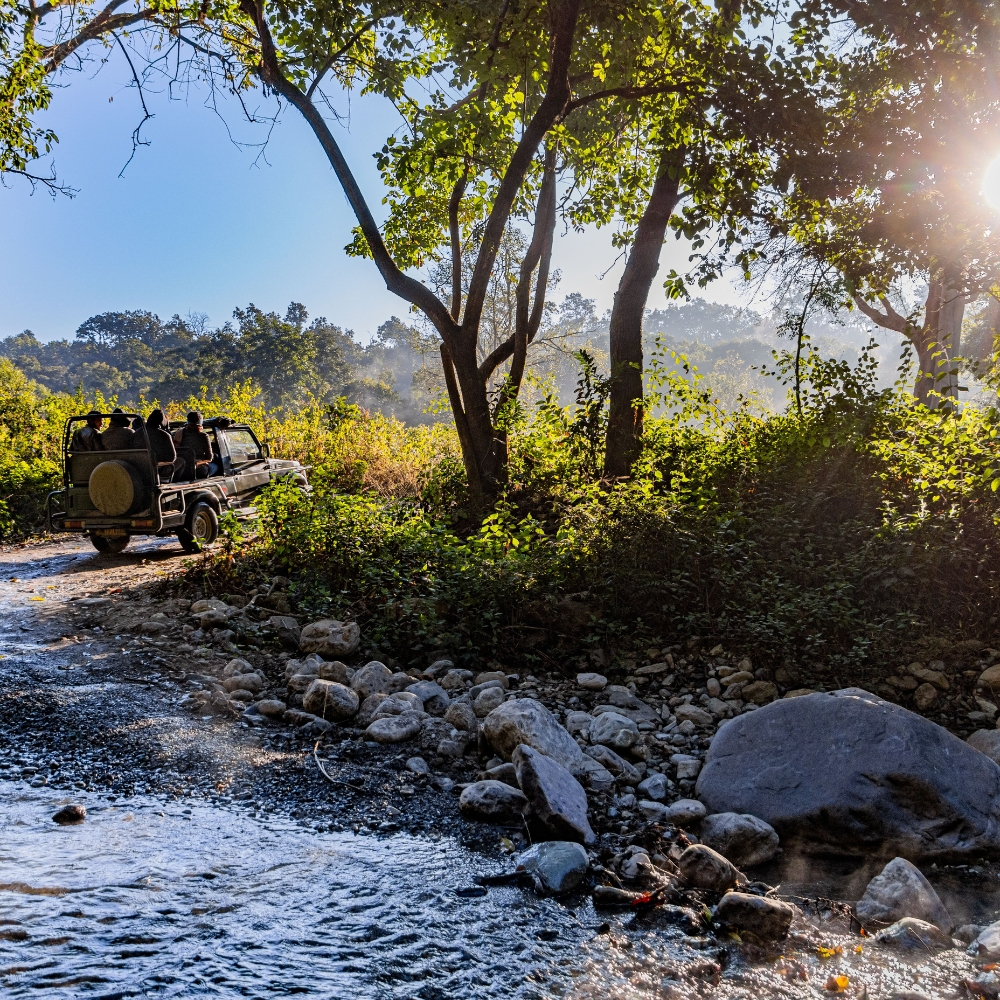 MORNING JUNGLE SAFARI
