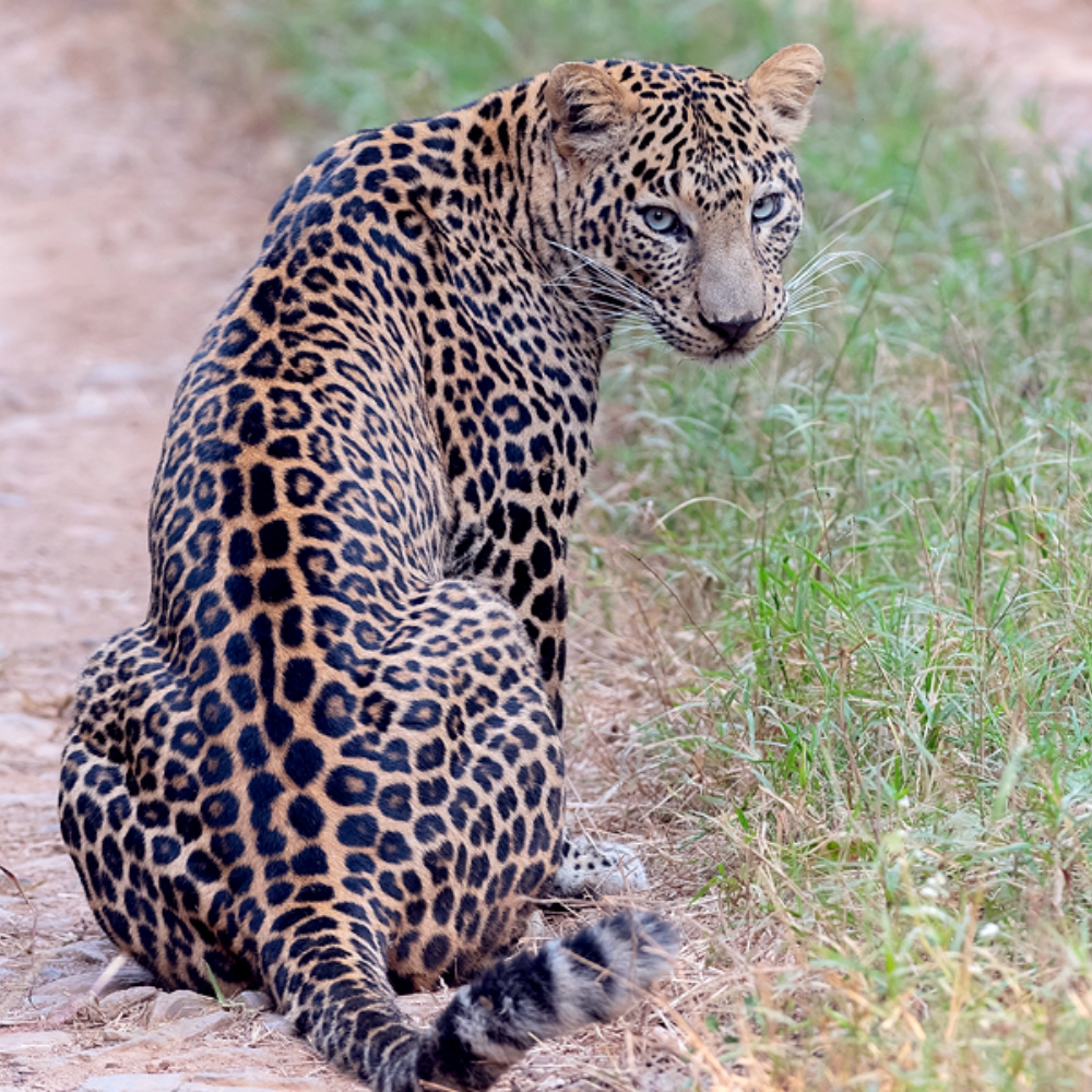 SAHYADRI TIGER RESERVE SAFARI
